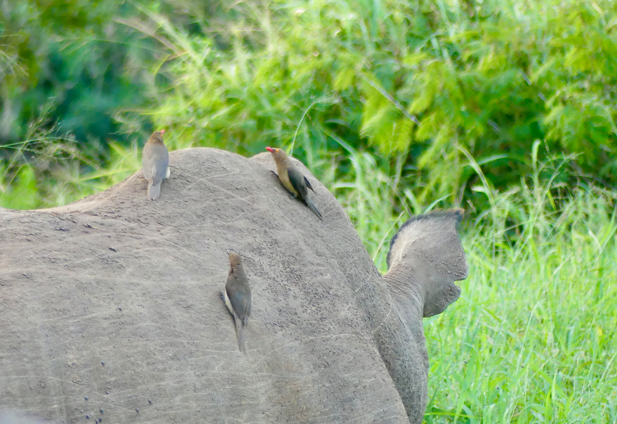 Red billed Oxpecker (a starling) on a Rhino